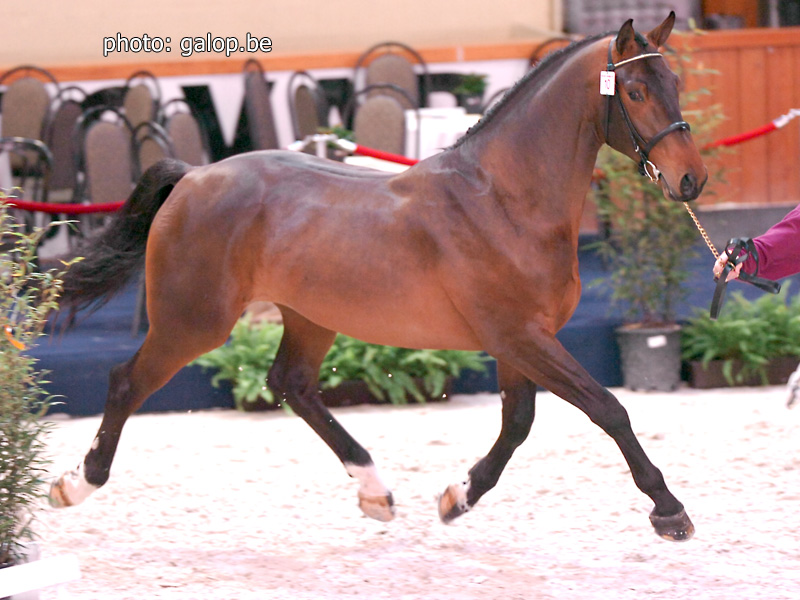 Cyclus Jonge paarden Hulsterlo  23-25/5/2007